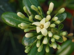 Pittosporum tobira